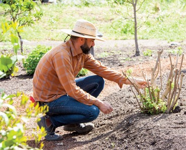 planting