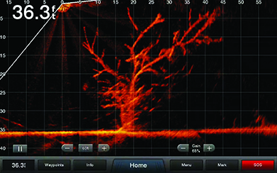 panoptix livescope live livevue