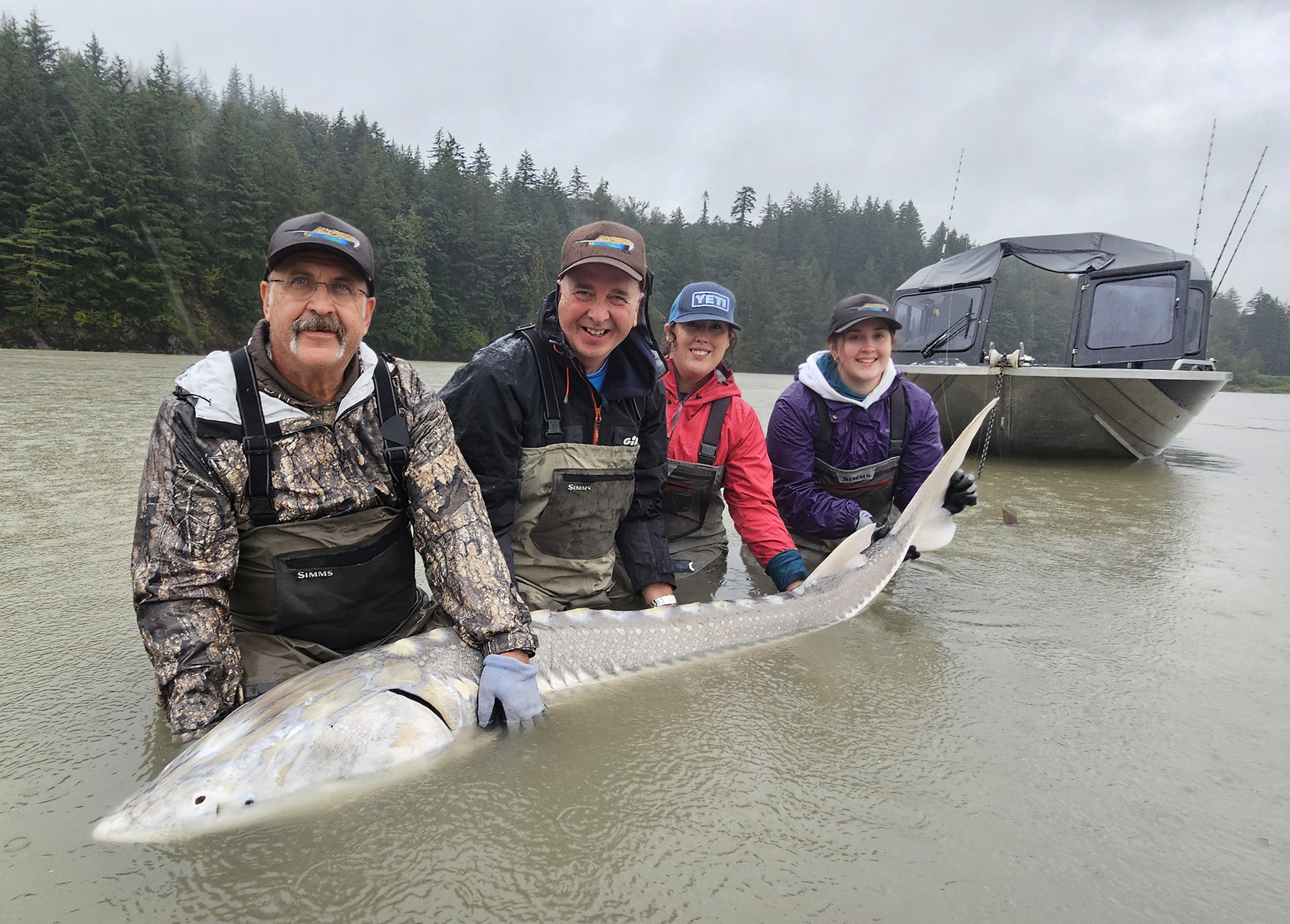 White sturgeon